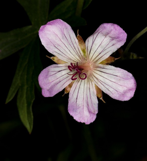 Geranium viscosissimum incisum 18-9420.jpg